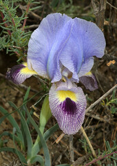 Iris camillae