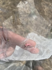 Chorthippus dorsatus