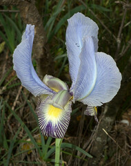 Iris camillae