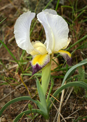 Iris camillae