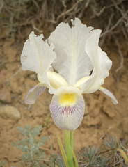 Iris camillae