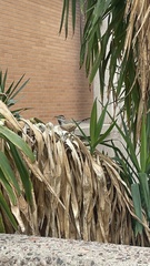 Campylorhynchus brunneicapillus