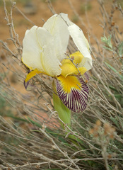 Iris camillae