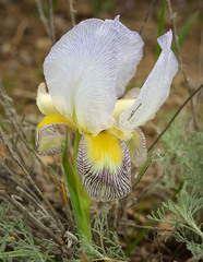 Iris camillae