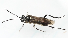Pachyprotasis rapae