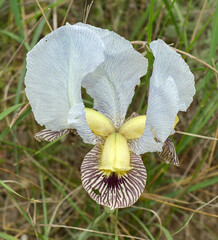 Iris camillae