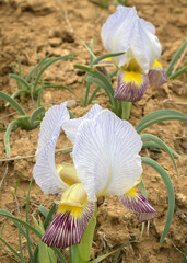 Iris camillae