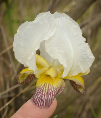Iris camillae