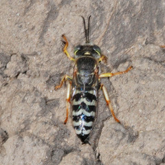 Bembix oculata