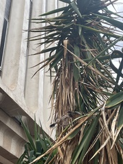 Campylorhynchus brunneicapillus