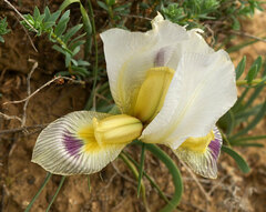 Iris camillae