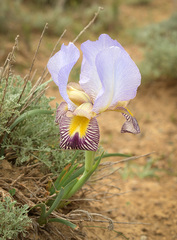 Iris camillae