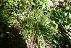 Carex uncinata
