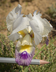 Iris camillae