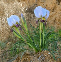 Iris camillae