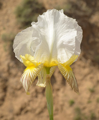 Iris camillae