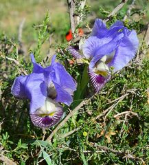 Iris camillae