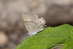 Catopyrops florinda