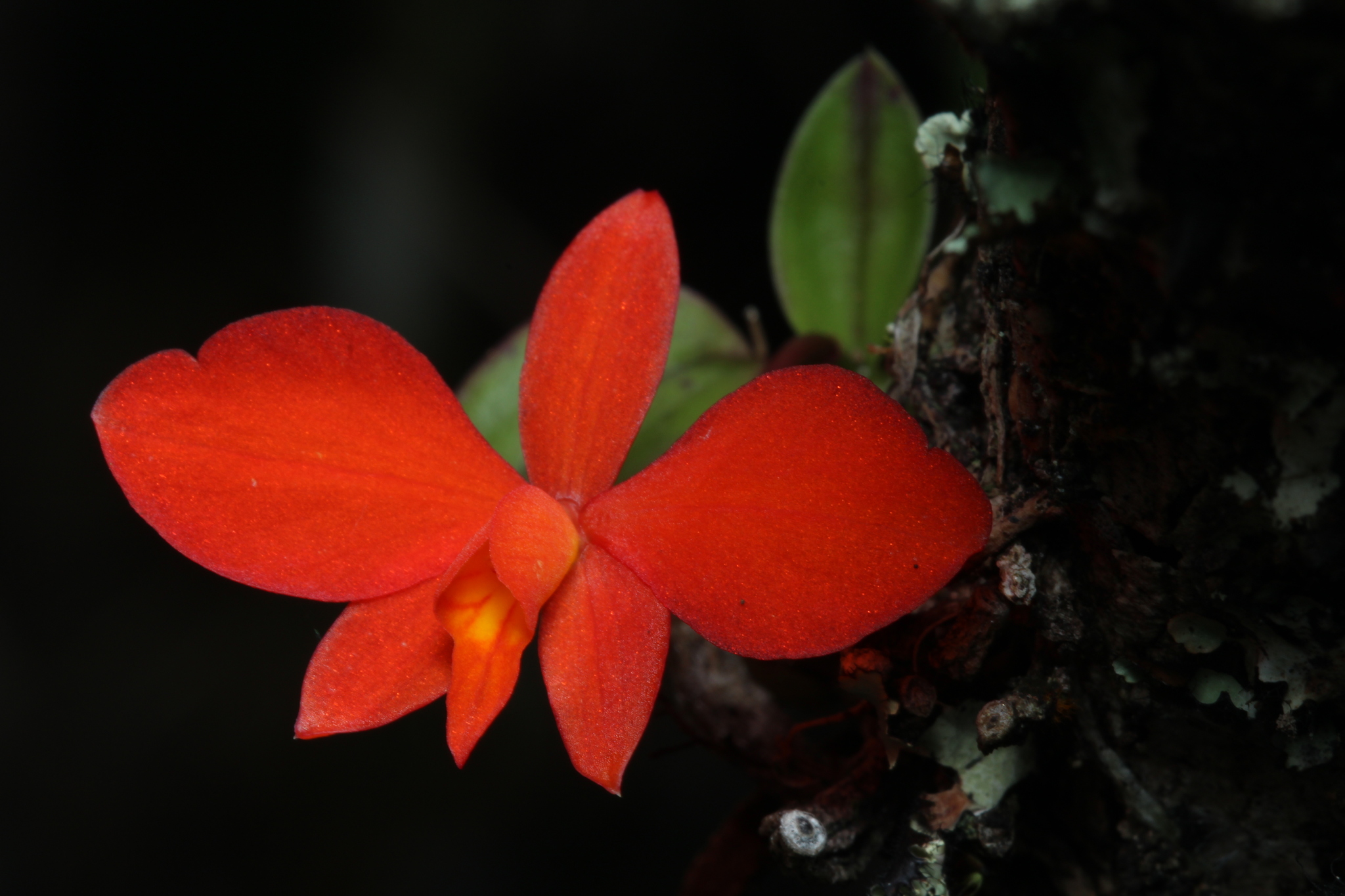 Imagem de Orquídea