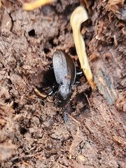 Carabus vinctus