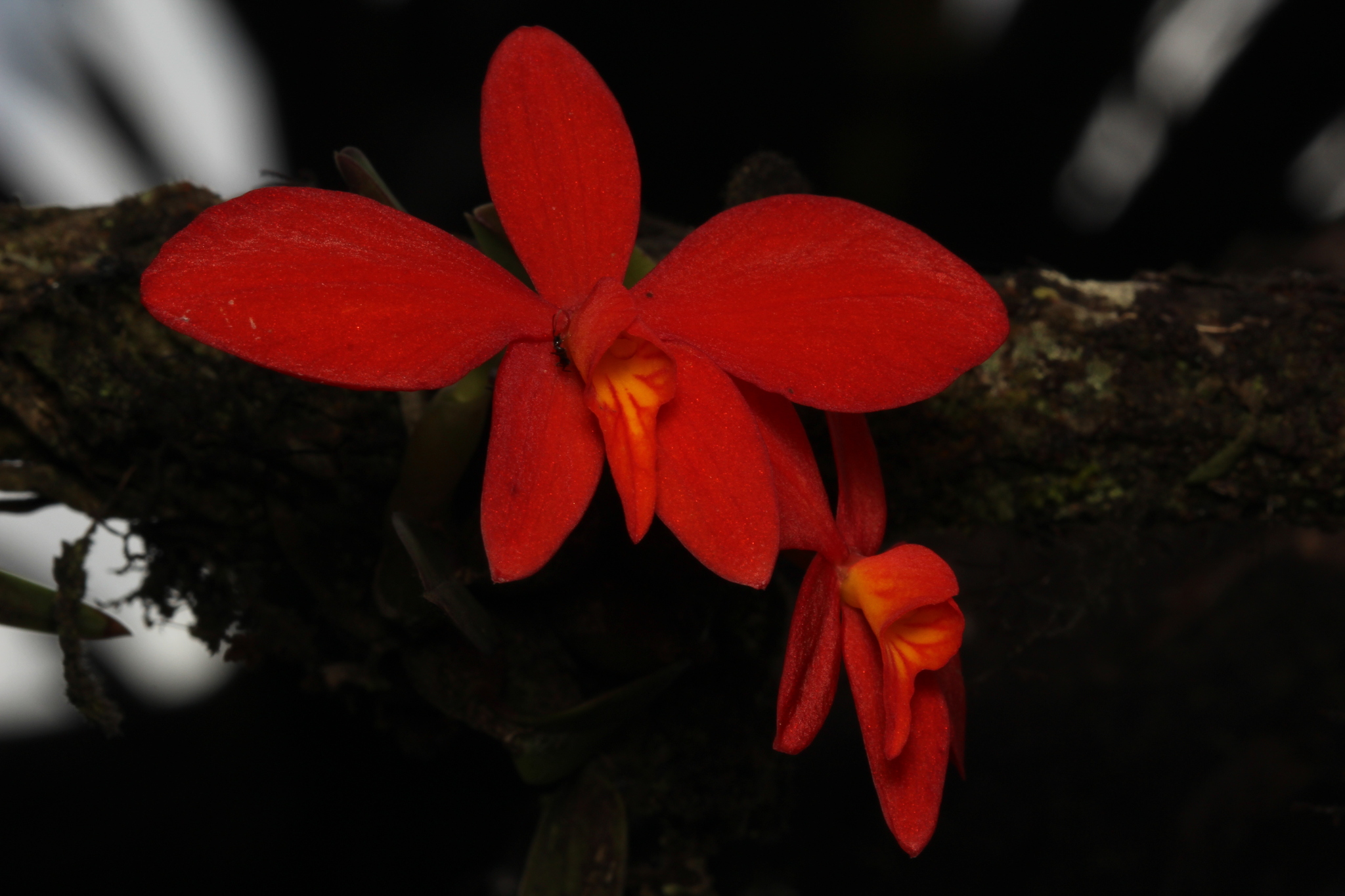 Imagem de Orquídea