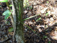 Trichocentrum yucatanense