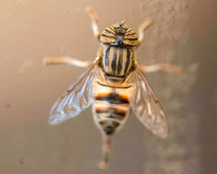 Eristalinus taeniops