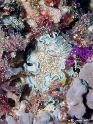 Brown-edge Glossodorid