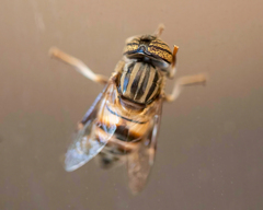 Eristalinus taeniops