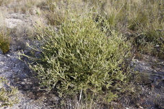 Leucadendron coriaceum