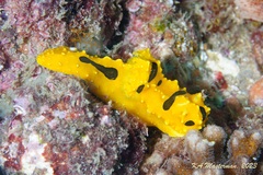 Notodoris gardineri