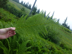 Athyrium distentifolium