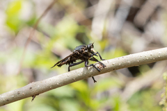 Blepharotes splendidissimus