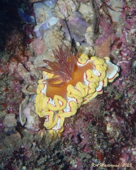 Ardeadoris rubroannulata