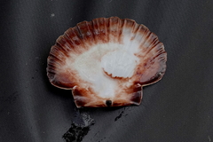 Pecten novaezelandiae