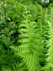 Oreopteris limbosperma