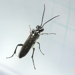 Pachyprotasis rapae