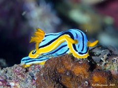 Chromodoris elisabethina