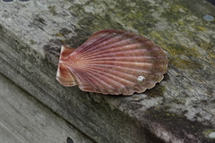 Pecten novaezelandiae