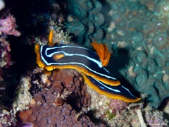 Chromodoris
