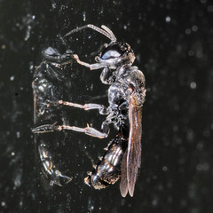 Crossocerus