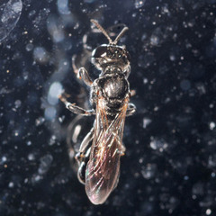 Crossocerus