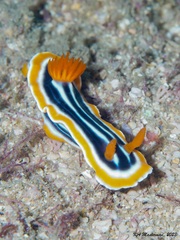 Chromodoris