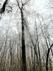 Populus deltoides deltoides