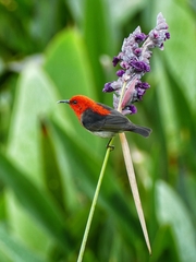 Myzomela chloroptera