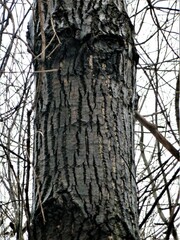 Populus deltoides deltoides