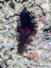 Pseudobiceros hancockanus