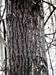 Populus deltoides deltoides