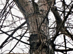 Populus deltoides deltoides