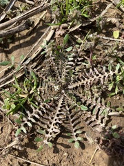 Planodes virginicum